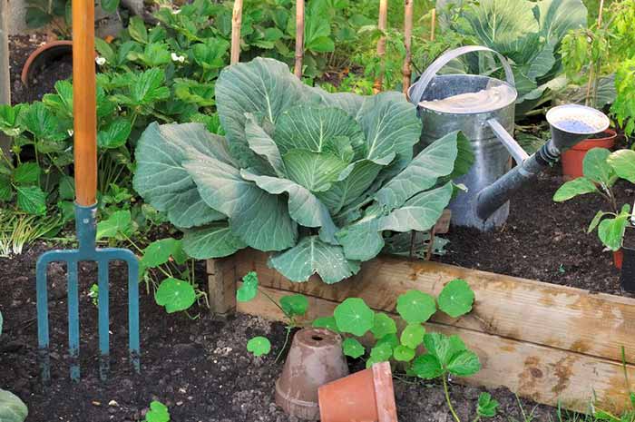 Organic Gardening Fertilizer Vegan